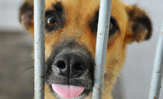 Unidades do Minha Casa Minha Vida são entregues em Caruaru