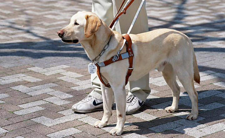 Lei obriga agências bancárias a garantir entrada de cão-guia em Pernambuco