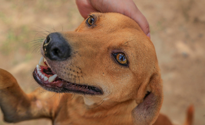 Feira de adoção de animais é realizada em Caruaru