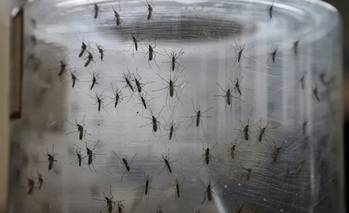 Mapeamento com drone identifica focos de mosquito em Caruaru