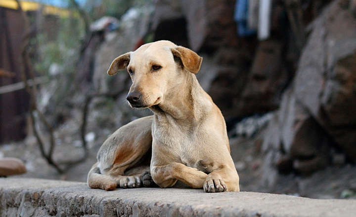Câmara Municipal aprova projeto de Animal Comunitário em Caruaru