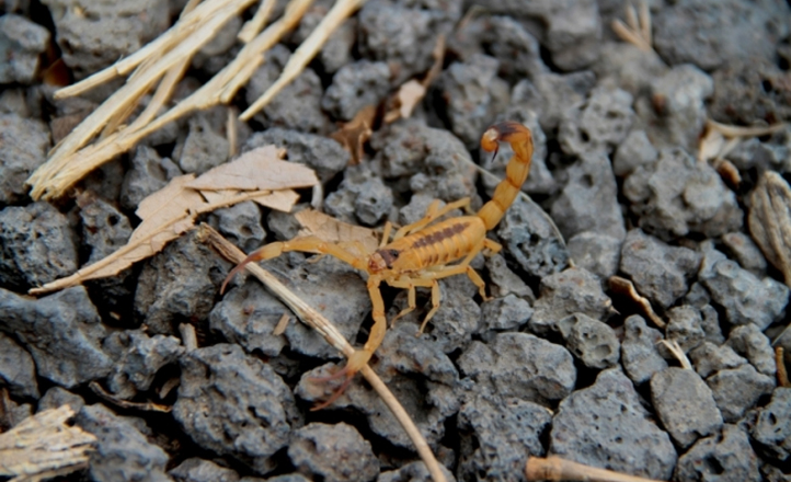 Centro de Assistência registra aumento de intoxicações em Pernambuco
