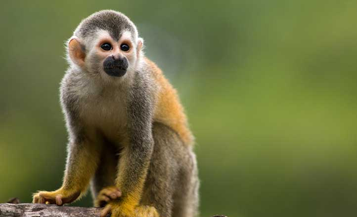 Reunião debate implantação de vigilância de primatas em Caruaru