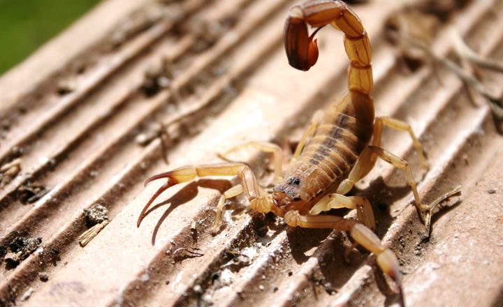 Pernambuco registra mais de 5 mil casos de picadas de escorpião em 2018