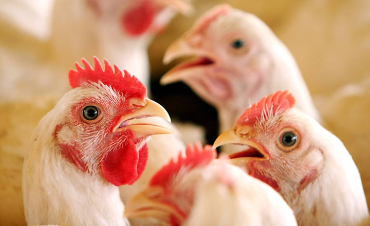 Produção de aves em Pernambuco deve levar dois meses para ser regularizada