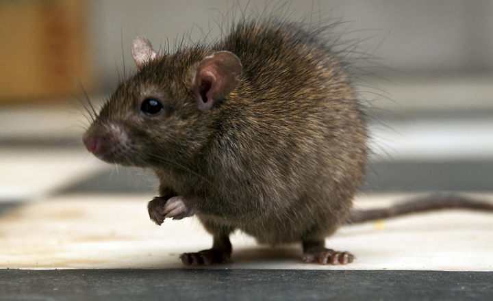 Pernambuco tem alta de 78% em casos confirmados de leptospirose