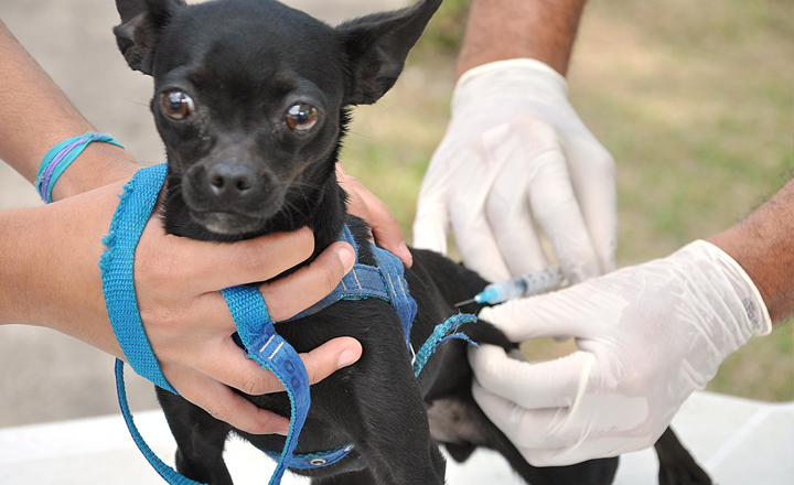 Pré-campanha de vacinação antirrábica animal é iniciada em Caruaru