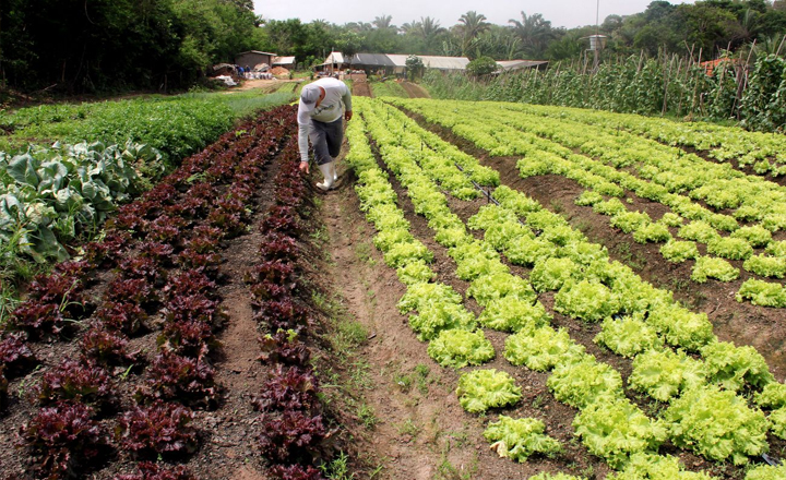 Programa de Alimentação Escolar cadastra agricultores de Caruaru