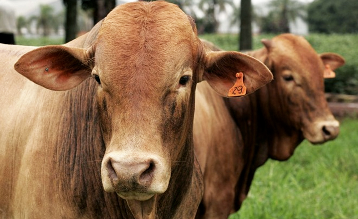 Serviço de inseminação artificial de bovinos é ofertado em Caruaru