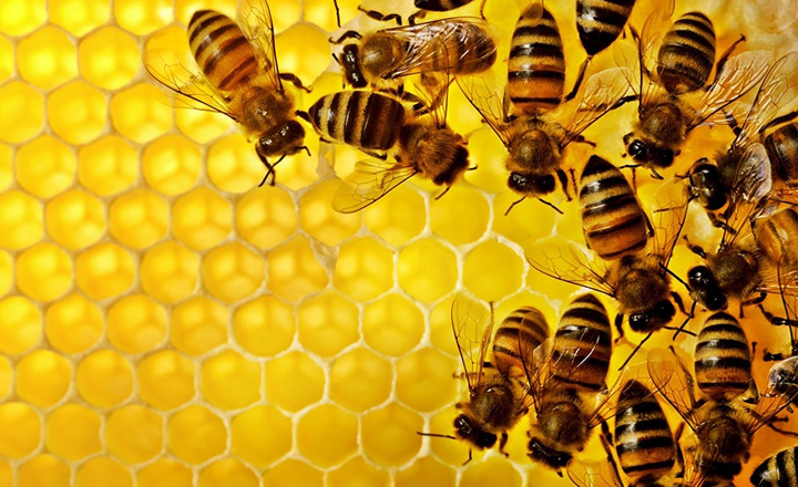 Alunos de escola municipal de Caruaru são atacados por abelhas