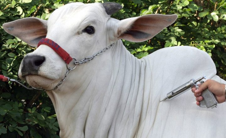 Caruaru realiza nova etapa de campanha contra Febre Aftosa