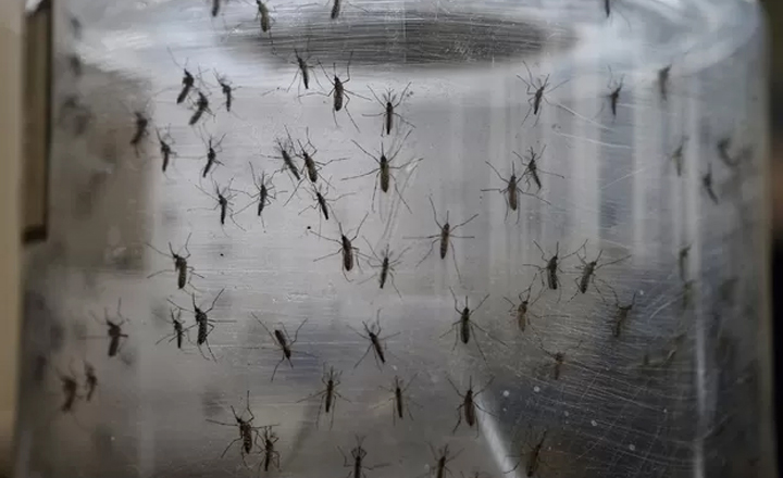 Plano de Enfrentamento às Arboviroses é lançado em Pernambuco