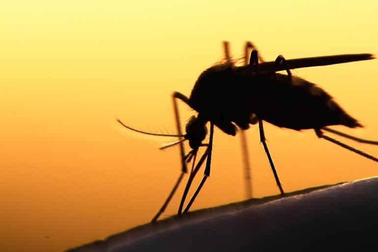 Pernambuco teve 6.244 casos confirmados de arboviroses em 2018