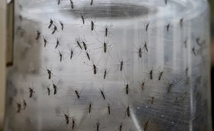 Casos de dengue têm aumento de 38,1% em Pernambuco