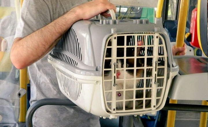 Câmara Municipal de Caruaru aprova projeto que regulamenta transporte de animais domésticos
