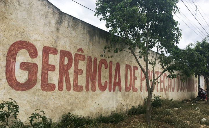 Resultado preliminar de seleção da Gerência de Proteção Animal de Caruaru é divulgado