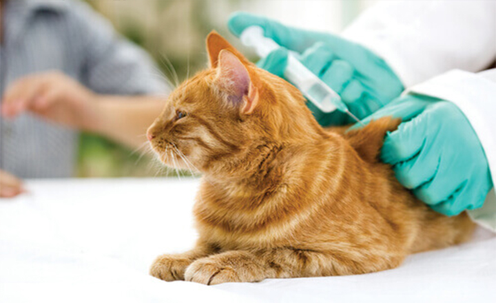 Zona rural de Caruaru recebe ações de vacinação antirrábica para cães e gatos