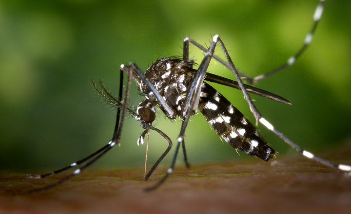 Pernambuco registra primeira morte por dengue em 2019