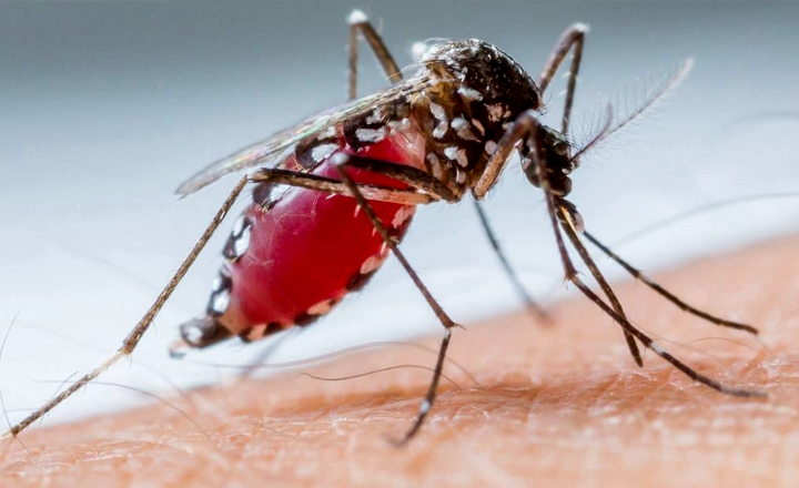 Crescem casos de dengue, zika e chikungunya em Pernambuco