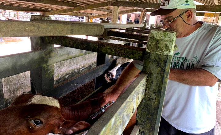 Campanha de vacinação contra febre aftosa é promovida em Caruaru