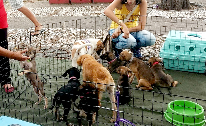 Evento de adoção de animais é realizado em Caruaru