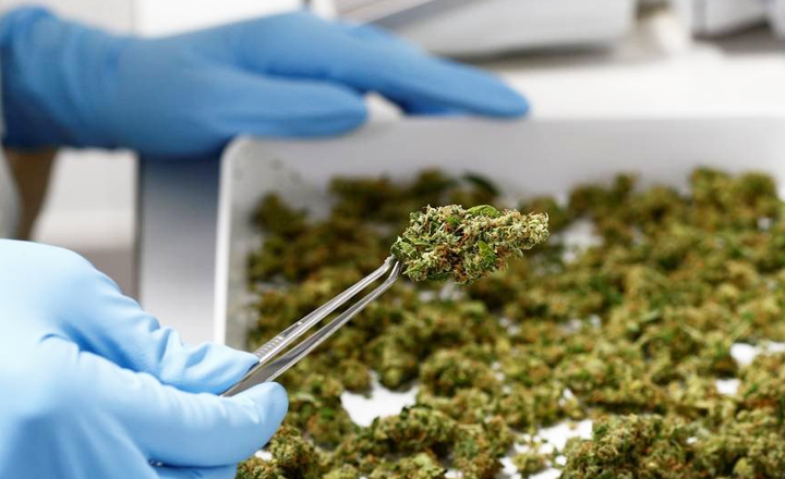 Medida espera baratear preço de medicamentos à base da planta. (Imagem: Michaela Rehle/Reuters)