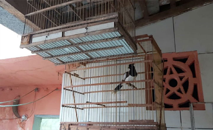 Polícia Federal apreende animais silvestres em Caruaru