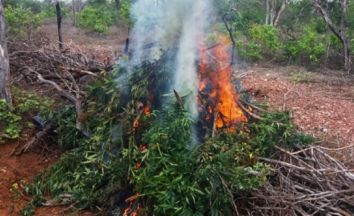 Operação destrói plantação de maconha no Sertão