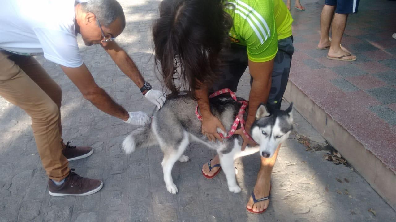 Datas da vacinação antirrábica são divulgadas em Caruaru