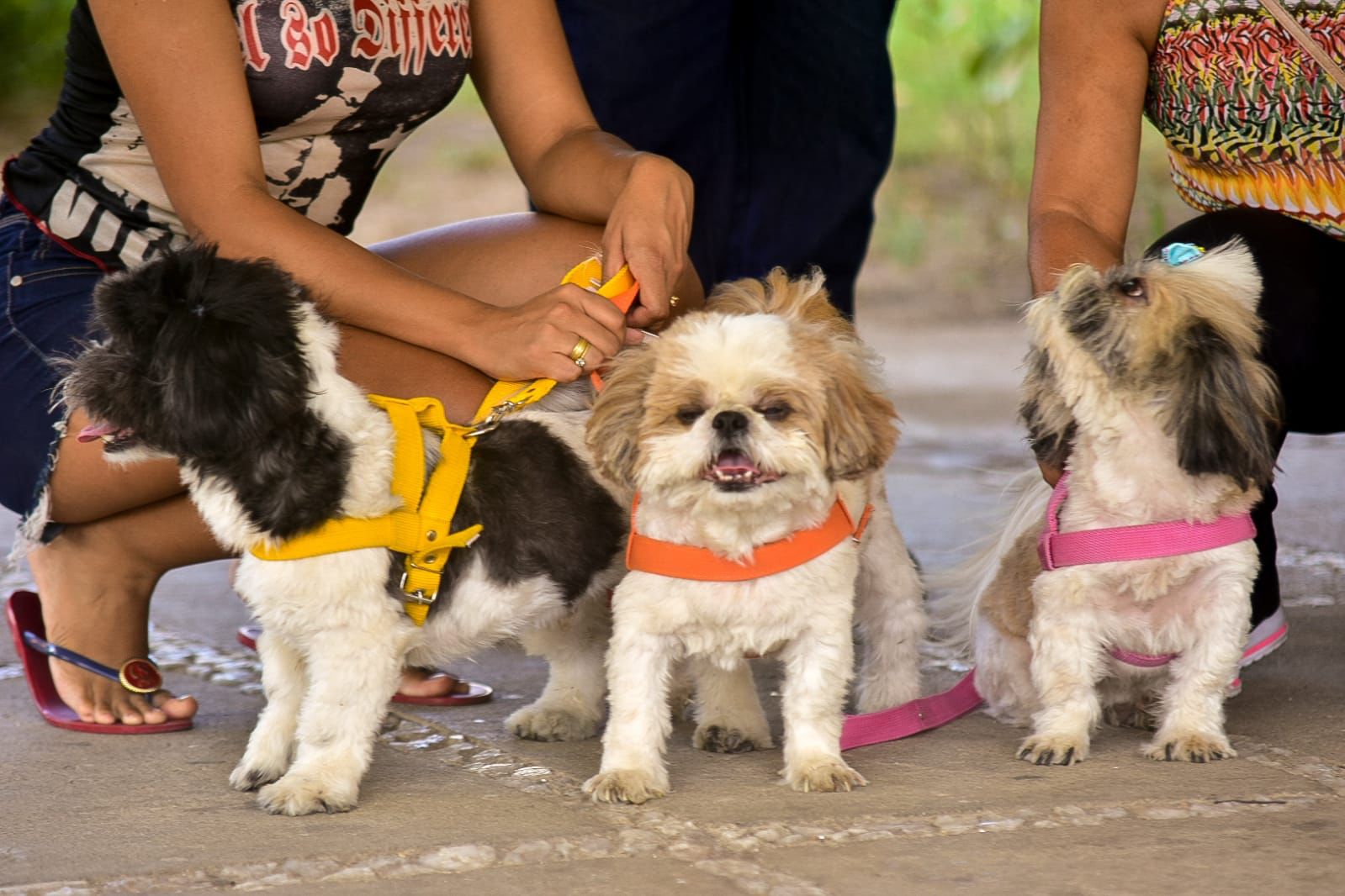Vacina é gratuita e protege os animais contra a doença. (Imagem: Prefeitura de Caruaru)