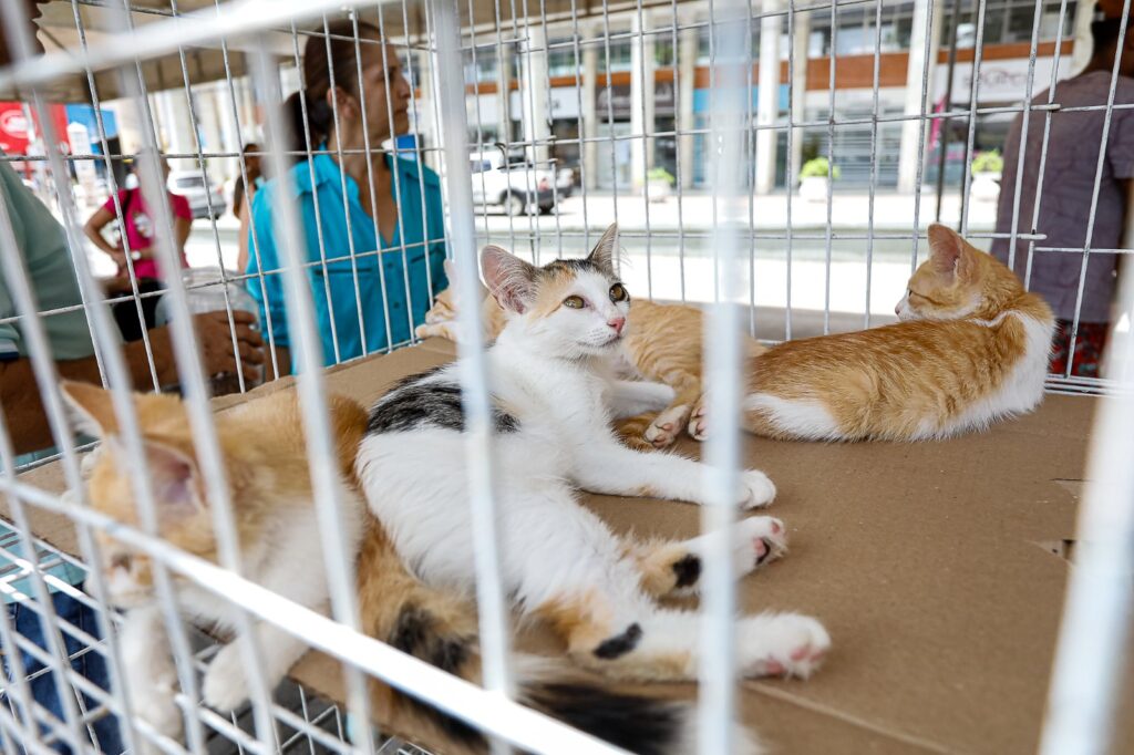 

Ação acontece a partir de hoje (10), no Marco Zero de Caruaru (Imagem: Divulgação)
