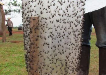 Adagro realiza ações para combater a mosca-dos-estábulos