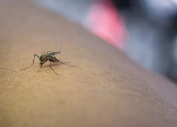Chikungunya tem diminuição de casos prováveis no estado