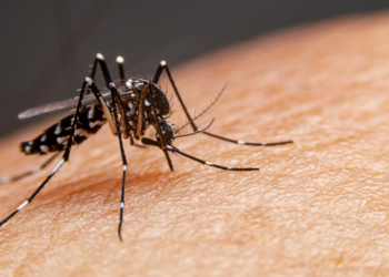 Pernambuco tem quase 650 casos graves de dengue