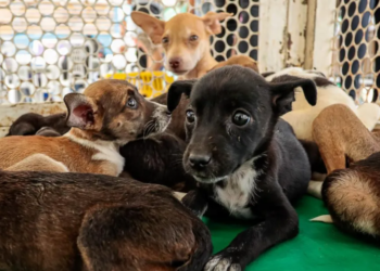 Marco Zero de Caruaru recebe ação de adoção responsável de cães e gatos