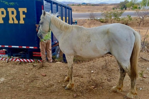 Quase 6 mil animais já foram retirados das rodovias federais em Pernambuco este ano