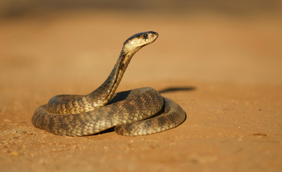 HMV atende média de 25 vítimas de animais peçonhentos por mês