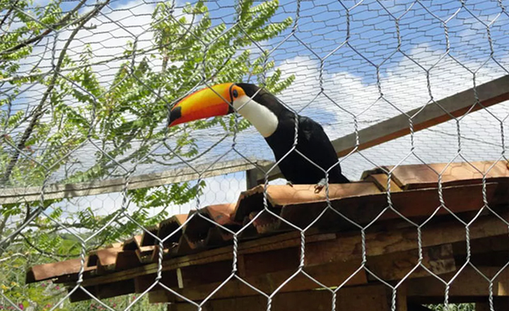 Campanha de Entrega de Animais Silvestres é realizada em Caruaru