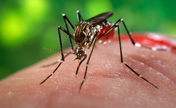 Secretaria de Saúde de Pernambuco realiza Semana de Mobilização Contra o Aedes Aegypti