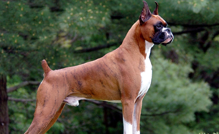 Lei proíbe realização de caudectomia em Pernambuco