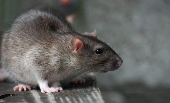 Número de casos de leptospirose tem aumento de 24% em Pernambuco