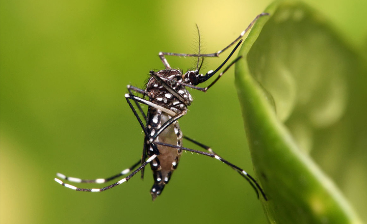 Em Pernambuco, 71% dos municípios estão em situação de risco para transmissão de arboviroses