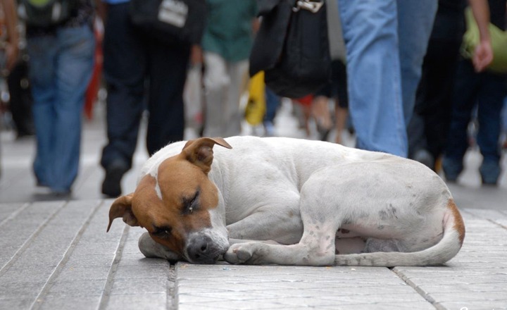 Projeto “Somos todos Vira latas” é lançado em Caruaru