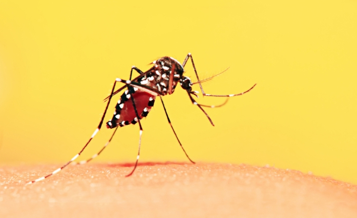 Audiência pública sobre Febre Amarela é realizada em Caruaru