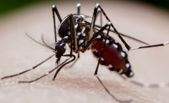 Mutirão de combate ao Aedes aegypti é realizado em Caruaru