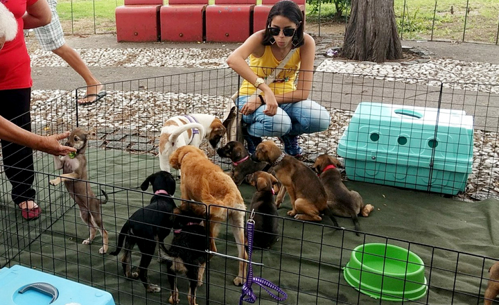 Evento de adoção de animais é realizado em Caruaru