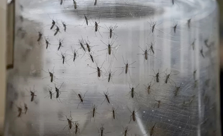 Variação do Zika pode ter gerado virose identificada em Pernambuco