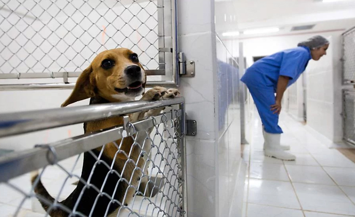 Lei proíbe testes de cosméticos em animais em Pernambuco