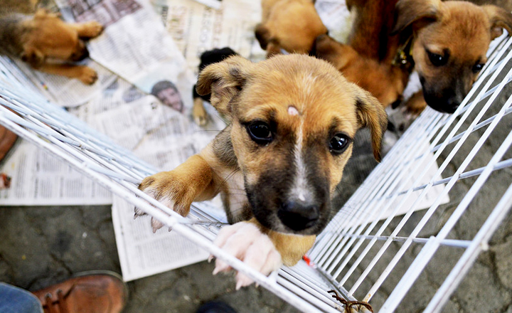 Gerência de Proteção Animal promove feira de adoção em Caruaru