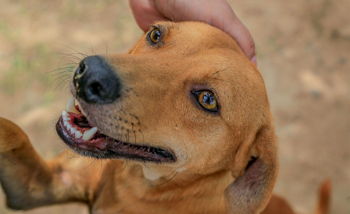 Evento de adoção de animais é promovido em Caruaru